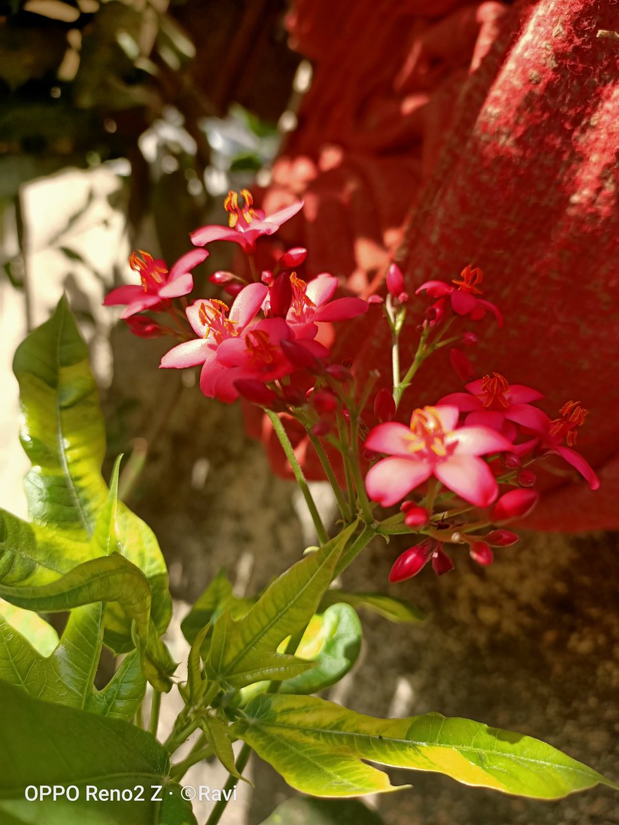 Ravi Gujarathi tweet media