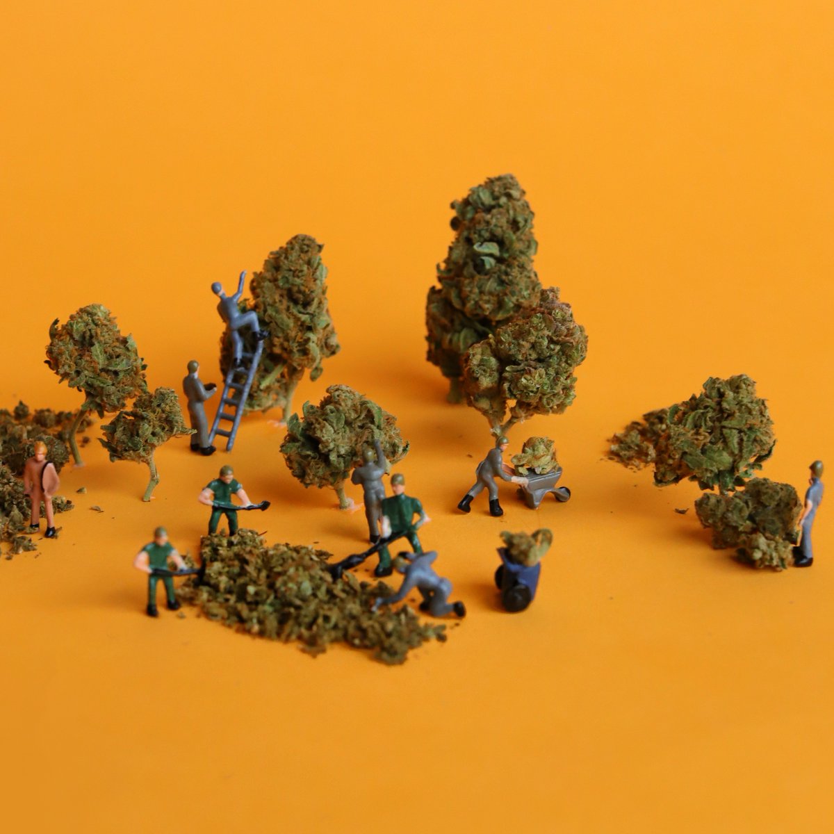 jimadotca's tweet photo. It takes a small army to nurture, harvest, and package these beautiful buds 🍁💚 and only one of me to smoke em 😂💨 @spinachfarms
#canadianweed #beautifulbud #420daily #420community #recreationalcannabis #legalcannabis #cannabisfarm https://t.co/Hz5GatcUhU
