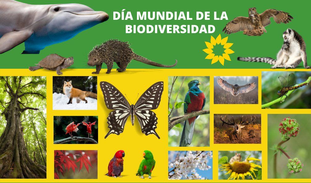 VerdesEquo_AdR's tweet photo. Algunas cosas son muy fáciles de explicar:

Sin biodiversidad, no hay vida.

#DiaMundialDeLaBiodiversidad https://t.co/ucvD8msiau