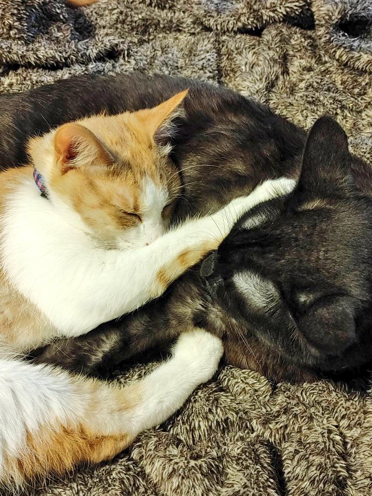 ten_white39's tweet photo. 血は繋がってないけど家族みたい😻
仲良くねんね😽
#猫のいる幸せ https://t.co/40cQPKhvuD