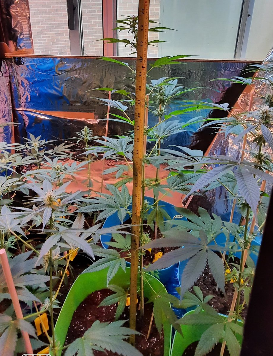 _LucieBee's tweet photo. #goodmorning happy Saturday!! Hit 35inches yesterday!! #firstgrow #growyourown #stonerfam #mmemberville #CannabisCommunity #cannabisworks #allreadytogo #haveagreatfuckingday #nofilter #ilovemyage #highexpectations https://t.co/6otBa4jEq7