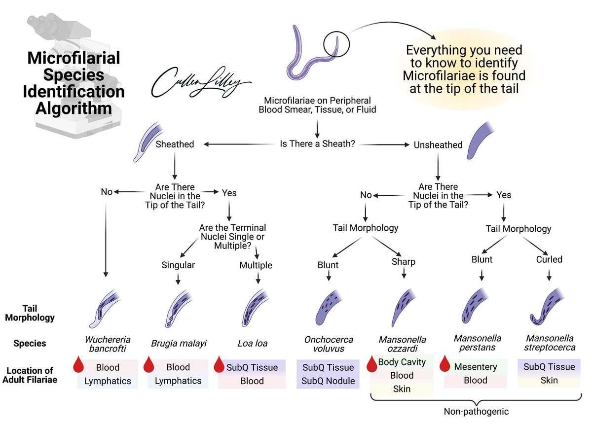 k_vaishnani's tweet photo. @MayoClinicINFD Sheathed, no nuclei at the tip = W. bancrofti (chart from @cullen_lilley) https://t.co/idf7TgsuwD