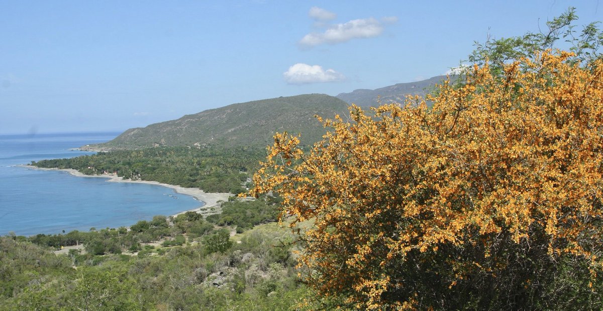 Riqueza, exclusividad y singularidad, fragilidad y a la vez resiliencia, caracterizan a la #flora y la #fauna de #Cuba. ¡Las joyas de nuestra Diversidad Biológica!