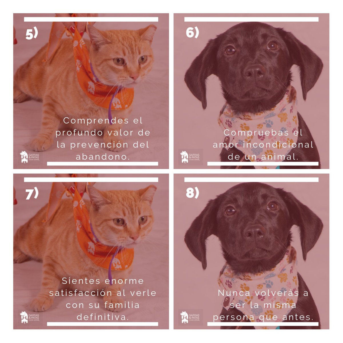 F_GarrasyPatas's tweet photo. ¡Tú puedes ayudar al cambio que necesita nuestro país! Acá #8Razones para que te animes a rescatar a un animalito en apuros. Sólo requieres ganas de cambiar tu vida. 😊 ¡Ayúdanos también a educar a tu gente en tenencia responsable! Así podremos lograrlo. #TenenciaResponsableGyP https://t.co/XxfhIex4lG