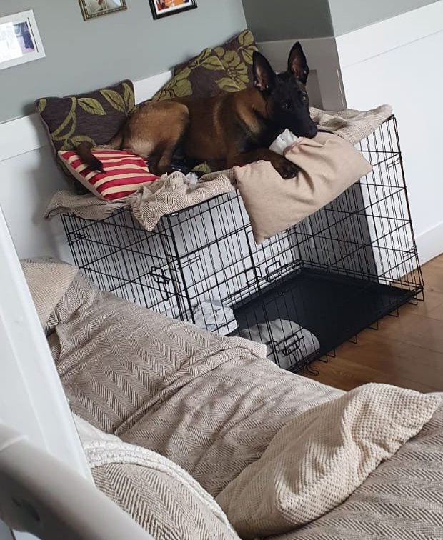 🐕Malinois Radek 🐕🐦🇬🇧🇺🇲🇧🇪 tweet media