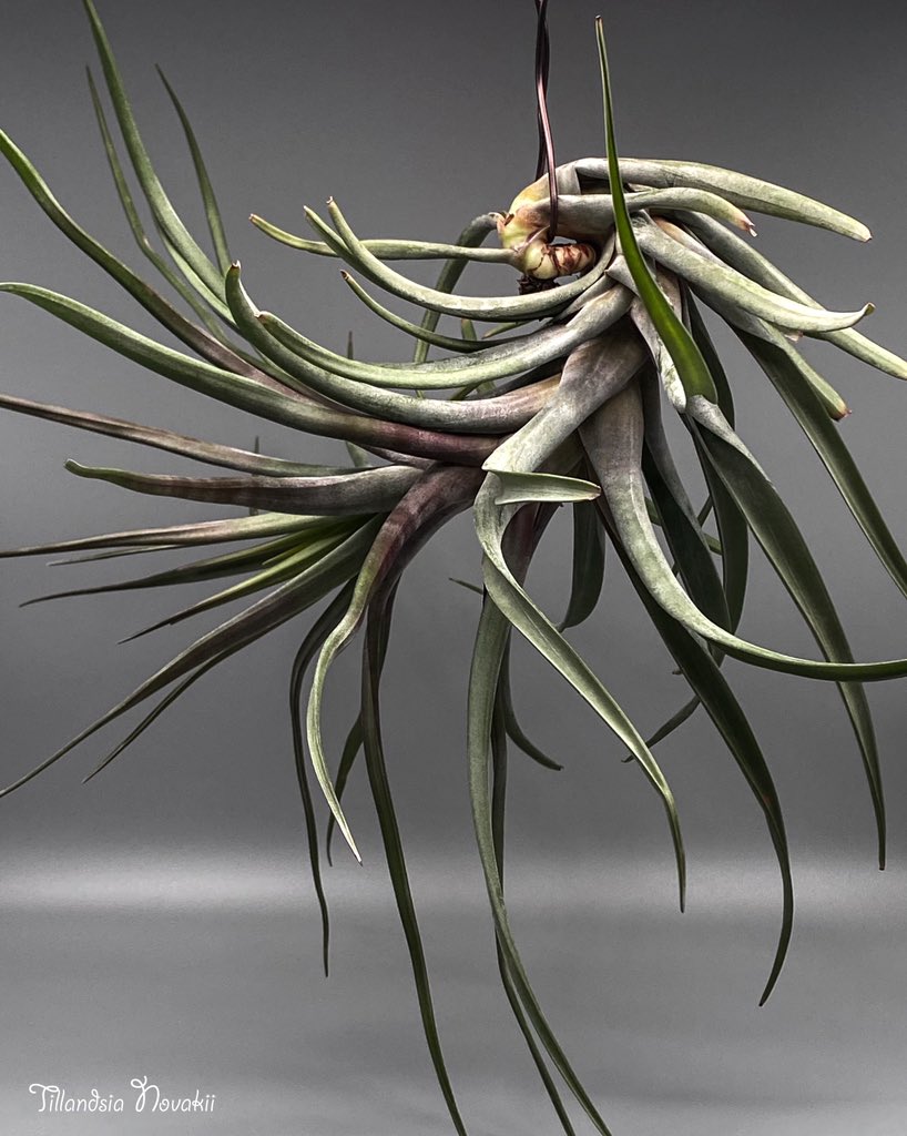 Airplants Airplants