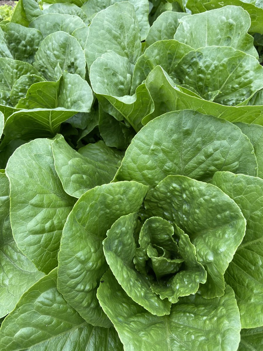 st Margaret’s livery and grazing tweet media