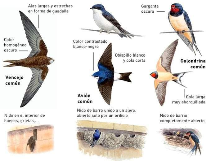 Para apoyar la campaña de @ecologistas  dedicada a la proteccion de golondrinas, vencejos y aviones #LasTresMosquiteras 
Desconozco al autor de la infografia.