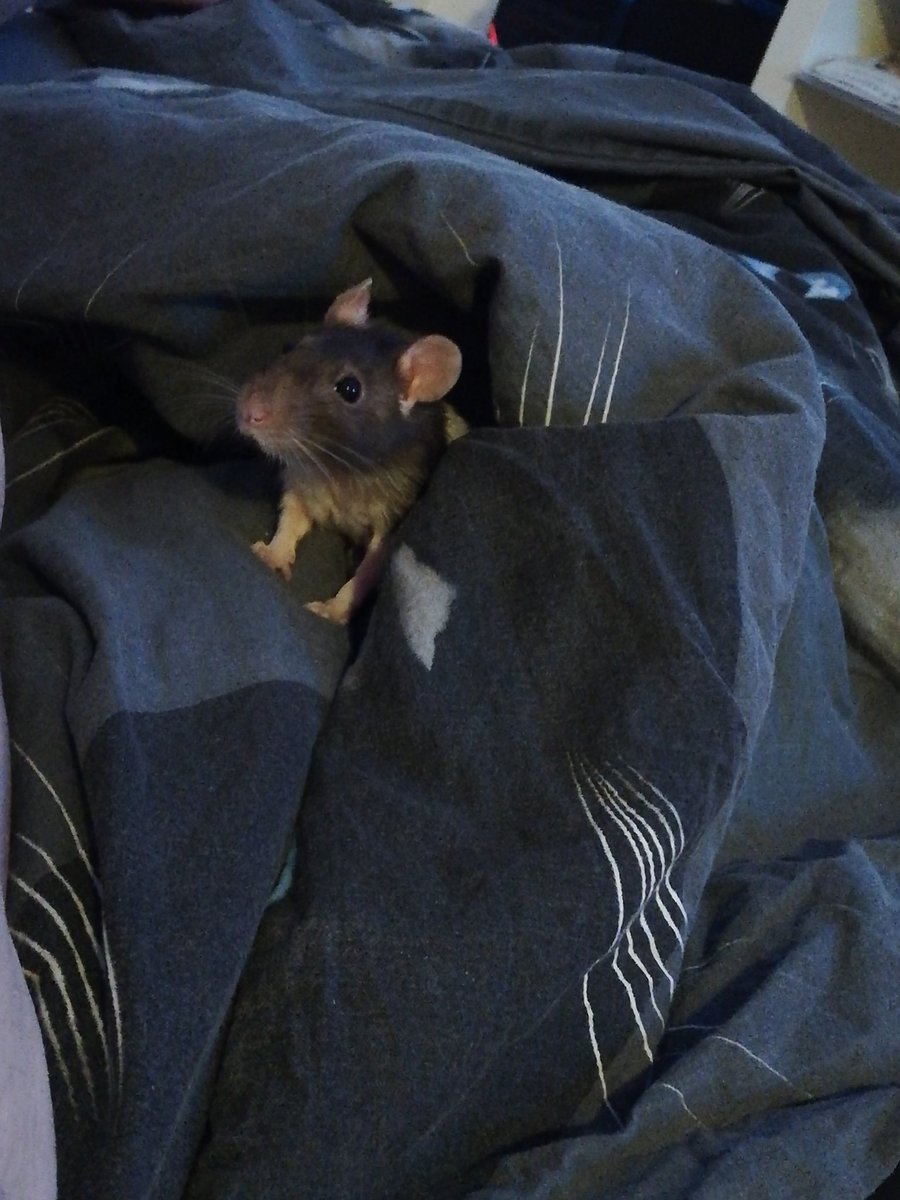 "Did someone say food?"
#petrat #rats #cute