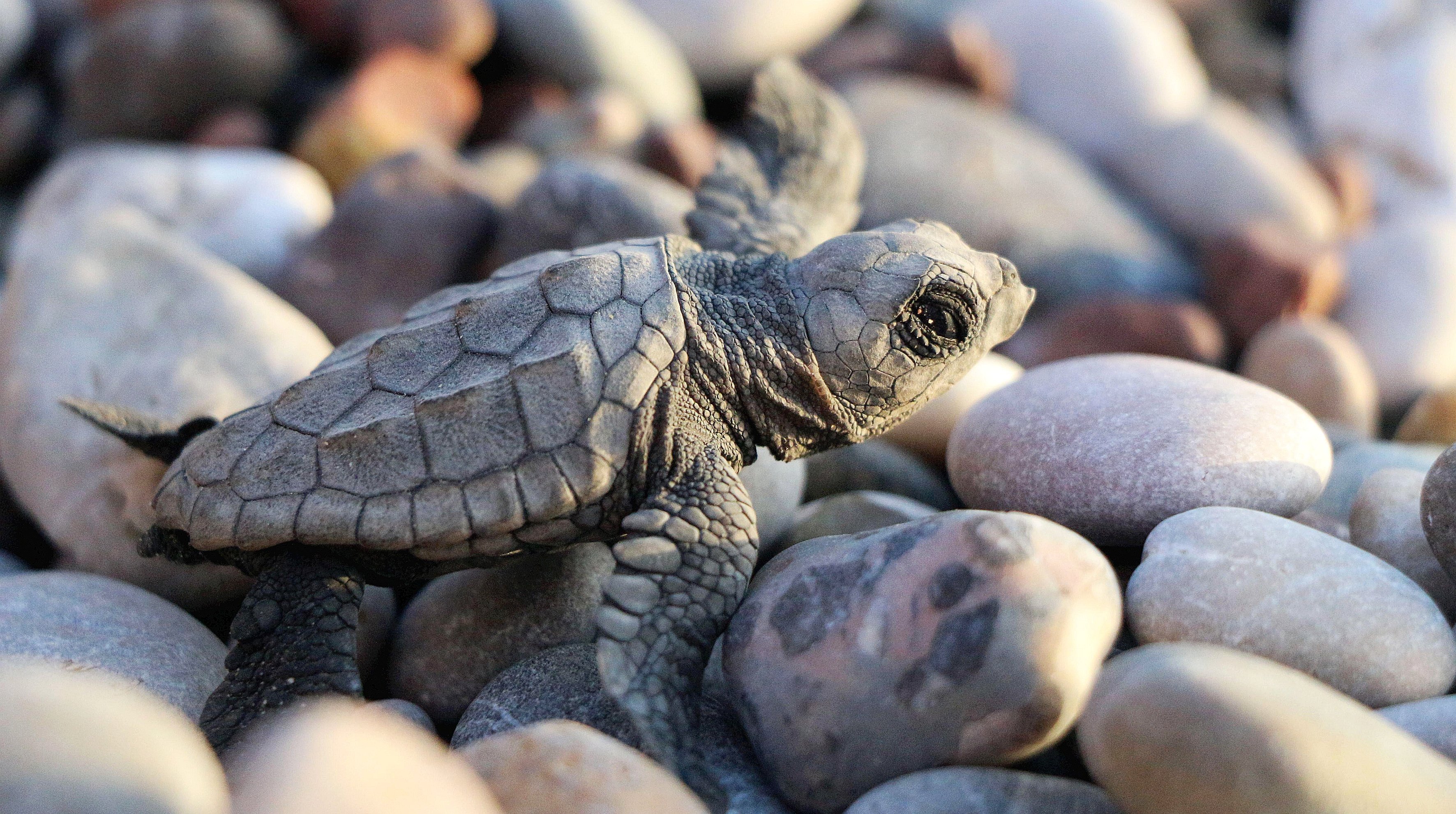 Geocappiello 23may 23maggio Happy World Turtle Day 21 Caretta Caretta Linnaeus 1758 Or Logerhead Sea Turtle Worldturtleday Turtles Giornatamondialedelleartarughe Tartarughe Marinemonday T Co U9mv7khpjl Twitter