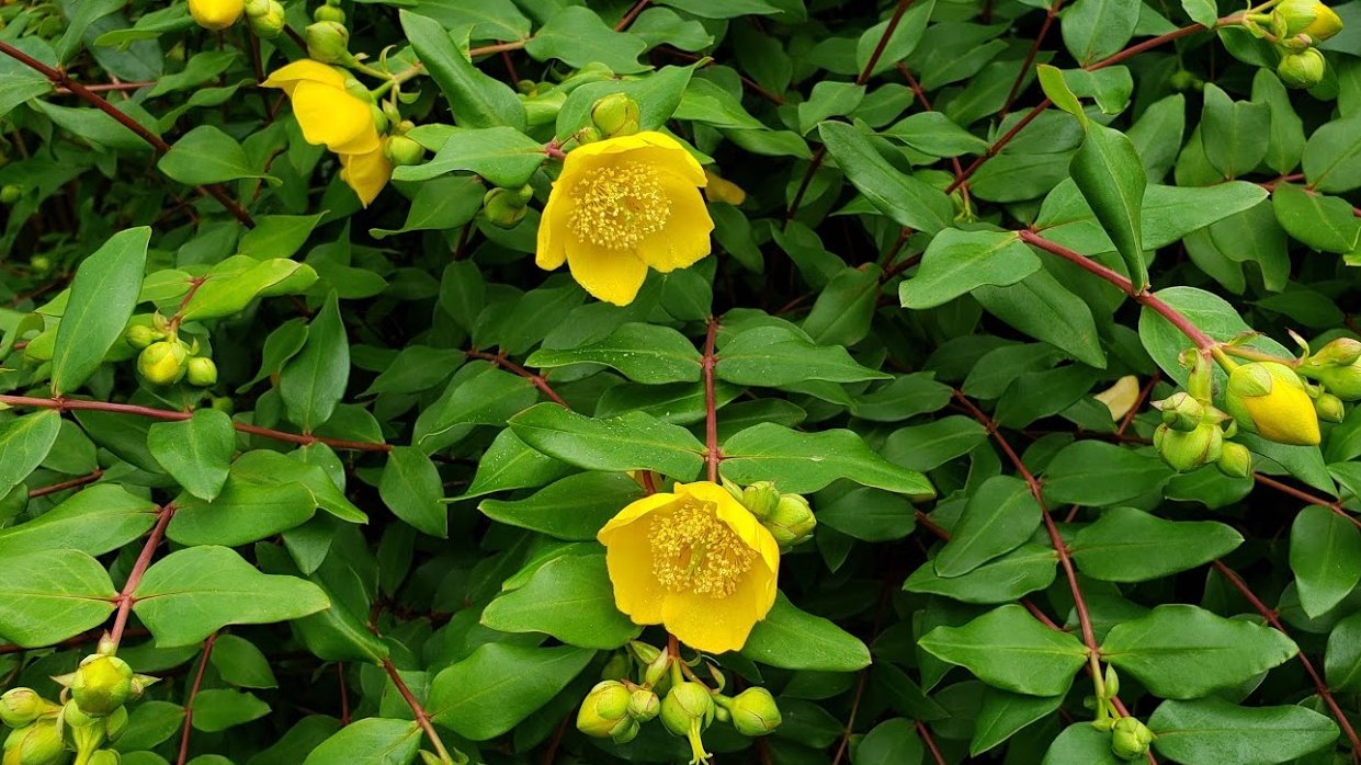 Hanayo4 オトギリソウ属の黄色の花3種 キンシバイ 金糸梅 망종화 芒種花 금사매 金糸梅 5 位の小ぶりな花 ダイリンキンシバイ 大輪金糸梅 の園芸種7 8 一番先に咲き始めた ビヨウヤナギ 未央柳 遠目で見ると区別がつかない どんより