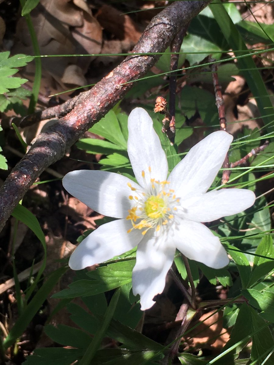 [#BiodiversityDay2021] Repenser les logiques écologiques pr la survie de notre environnement est fondamental ! Notamment en ville où la #biodiversité urbaine est un élément clé pr favoriser le #BienEtre des citoyens. #nature #VilleNature #Citoyenneté #CollTerr <a href="/PratticoSandra/">Sandra Prattico</a>