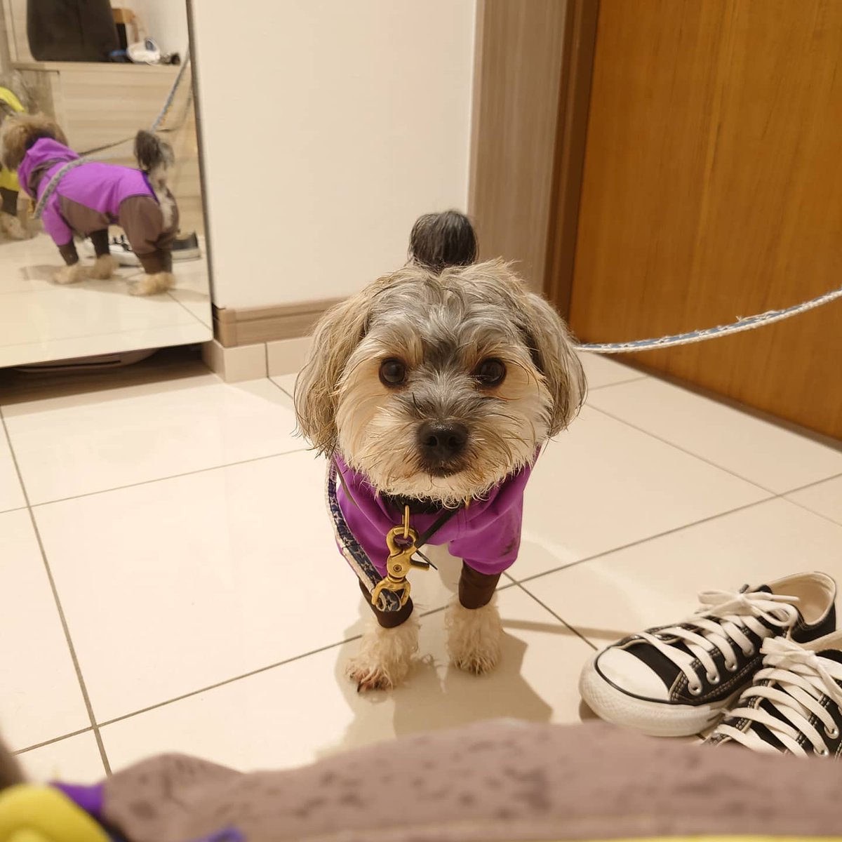 ダンロ ルゥ على تويتر 尻尾がお団子ヘアスタイル お団子ヘア 徹子の部屋 マルーキー ミックス犬 ヘアアレンジ あめちゃん ルゥちゃん 犬のいる暮らし ダンロ ルゥ على تويتر 尻尾がお団子ヘアスタイル お団子ヘア 徹子の部屋 マルーキー ミックス犬 ヘアアレンジ あめちゃん ルゥちゃん 犬のいる暮らし