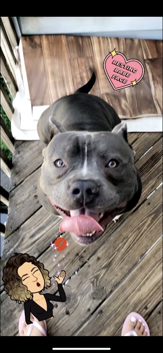 Maddyy__J's tweet photo. MISSING DOG‼️HIS NAME IS ROCKY‼️He went missing in the Town plot/Brooklyn area! He is people friendly‼️ NOT other dog friendly for the most part! PLEASE SHARE! There is a reward‼️please help me find my baby. https://t.co/sIzfYKr2Q3