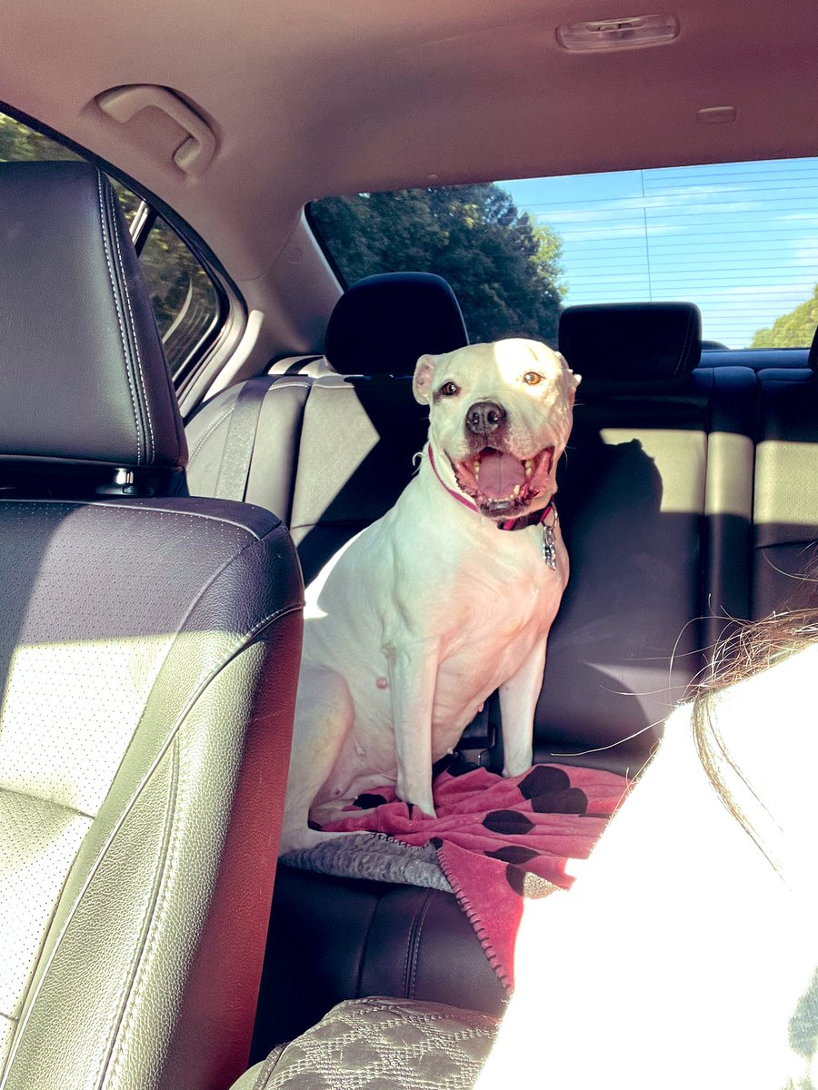mizzes_lc's tweet photo. That’s my best friend 🐶 #tmobilepets @TMobile https://t.co/XVcVc7gsBv