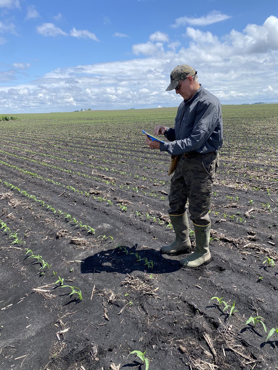 AgVentureInc's tweet photo. Our @isuagronomy intern Lexie spent the day looking at Corteva corn research plots yesterday. She and Dr. Chapko took notes on early stand establishment in different corn hybrids. #alwaysmorebushelstoproduce #agventuredifference https://t.co/i2YpTBcztV