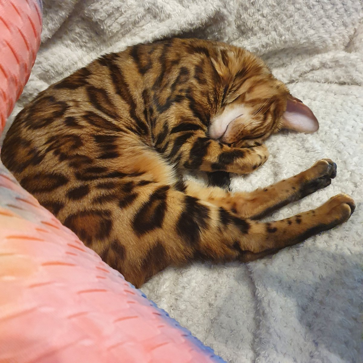 person_split's tweet image. Sometimes you just need a sofa day! Lily insisting on some cuddles and showing me how to relax.

See you all tonight for some Monkey Island 2: Lechuck's Revenge

buff.ly/2L6kjgr

#teamlily #twitchaffiliate #monkeyisland #lucasarts #oldschool #pointandclick #scummengine