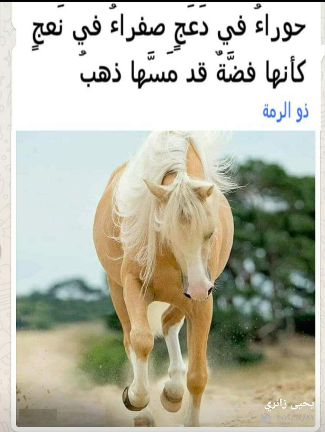 معنى دعج