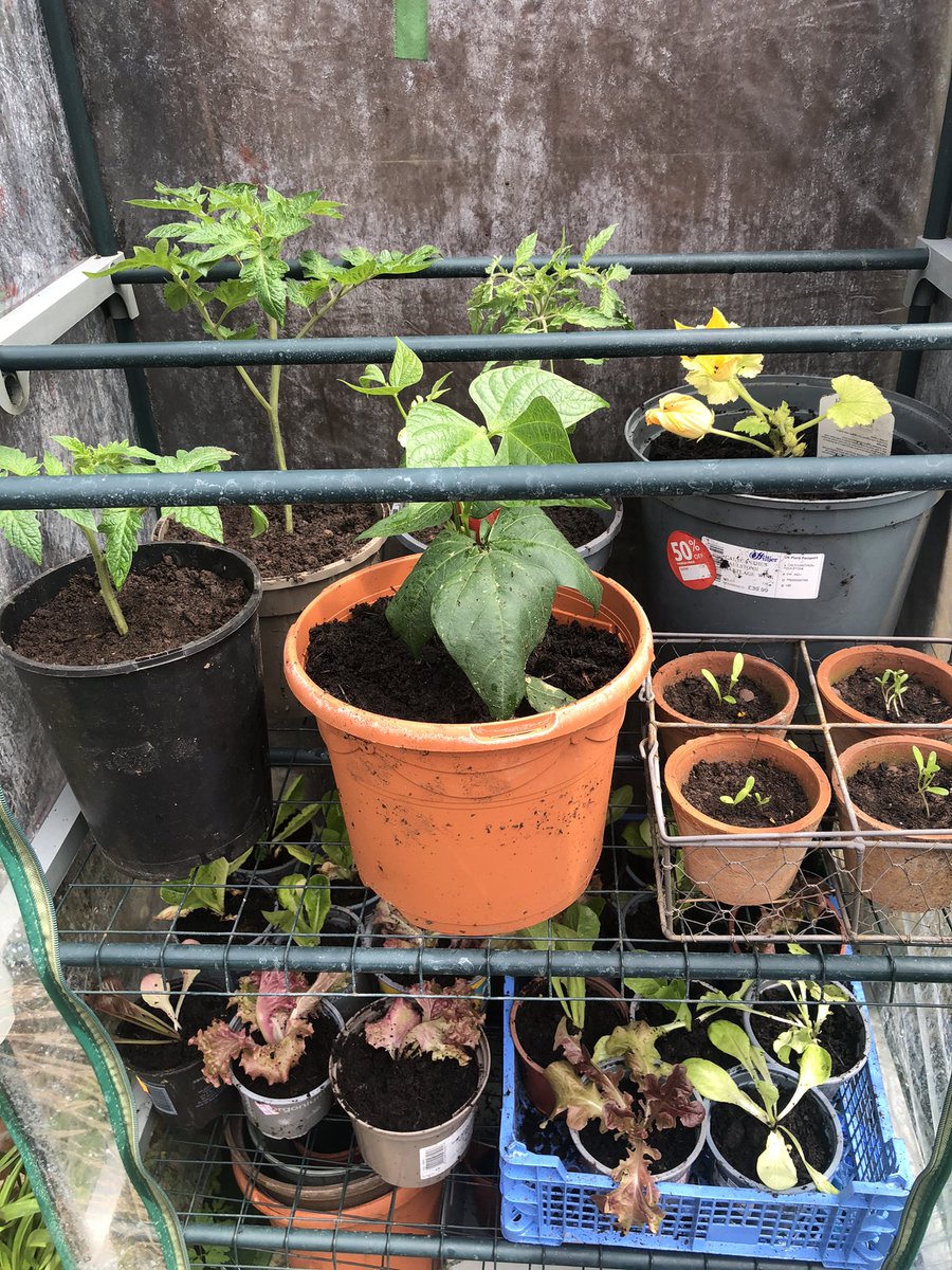 abelintheuk's tweet photo. Ara que ja fa força dies sense cap gelada a les nits aquí a UK, ja podem posar les plantes a fora. Aconseguirem tenir tomàquets aquest any?

#pregotemps 

CC/ @_ElPregoner https://t.co/IhBJ4MBbUW