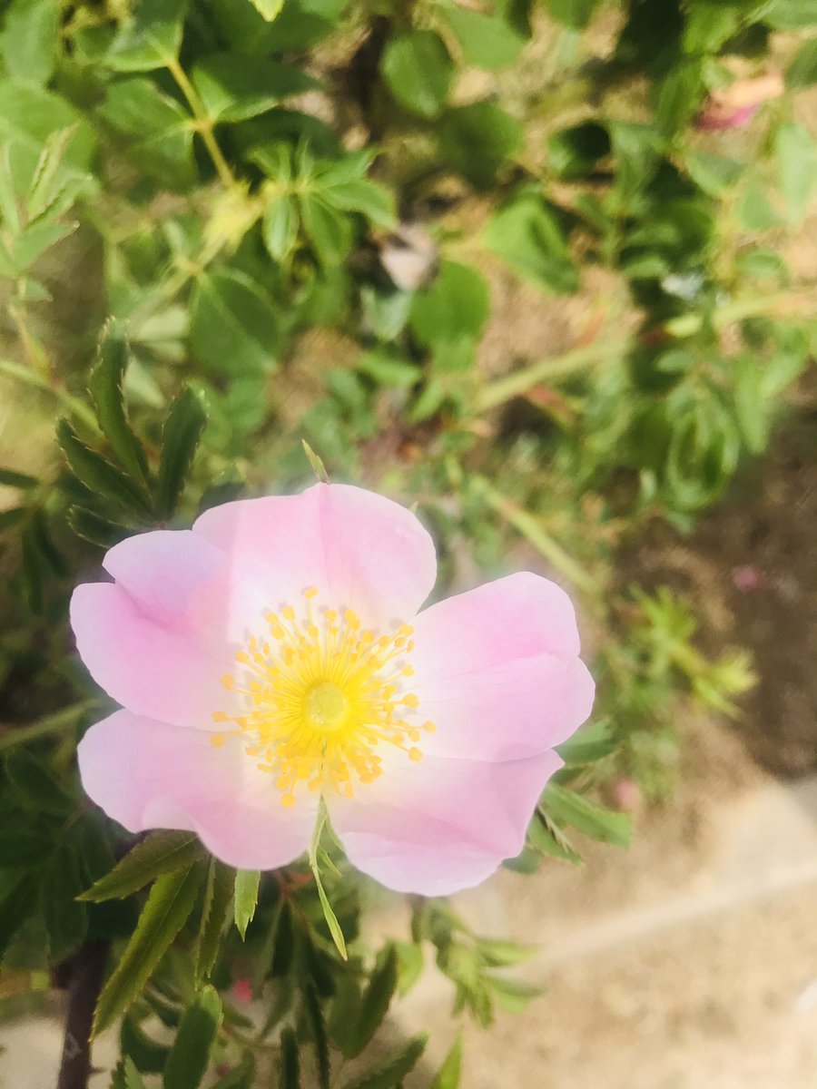 sena_parlar_'s tweet image. Arka fonda Fairuz Ahwak çalıyor 🎵❤️🌹🍃🌺🌷🌹🌼 çok güzelsin bahar çokk😍🥰🥰 #bahar #çiçekler #böcekler #aşk #spring #camespiring