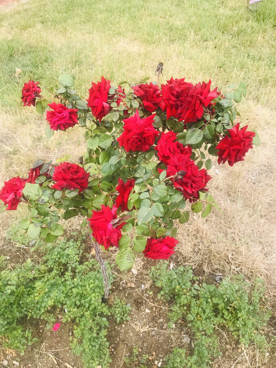 sena_parlar_'s tweet image. Arka fonda Fairuz Ahwak çalıyor 🎵❤️🌹🍃🌺🌷🌹🌼 çok güzelsin bahar çokk😍🥰🥰 #bahar #çiçekler #böcekler #aşk #spring #camespiring