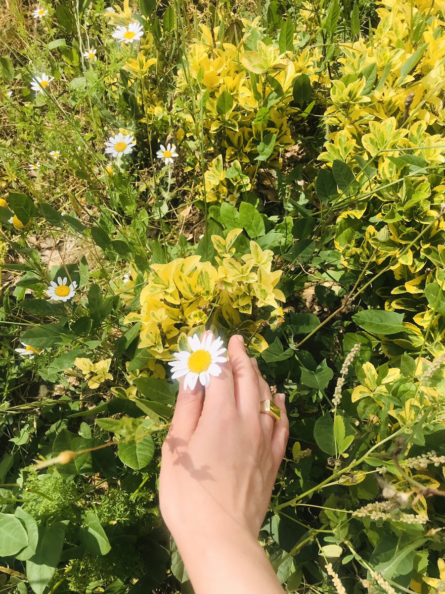 sena_parlar_'s tweet image. Arka fonda Fairuz Ahwak çalıyor 🎵❤️🌹🍃🌺🌷🌹🌼 çok güzelsin bahar çokk😍🥰🥰 #bahar #çiçekler #böcekler #aşk #spring #camespiring