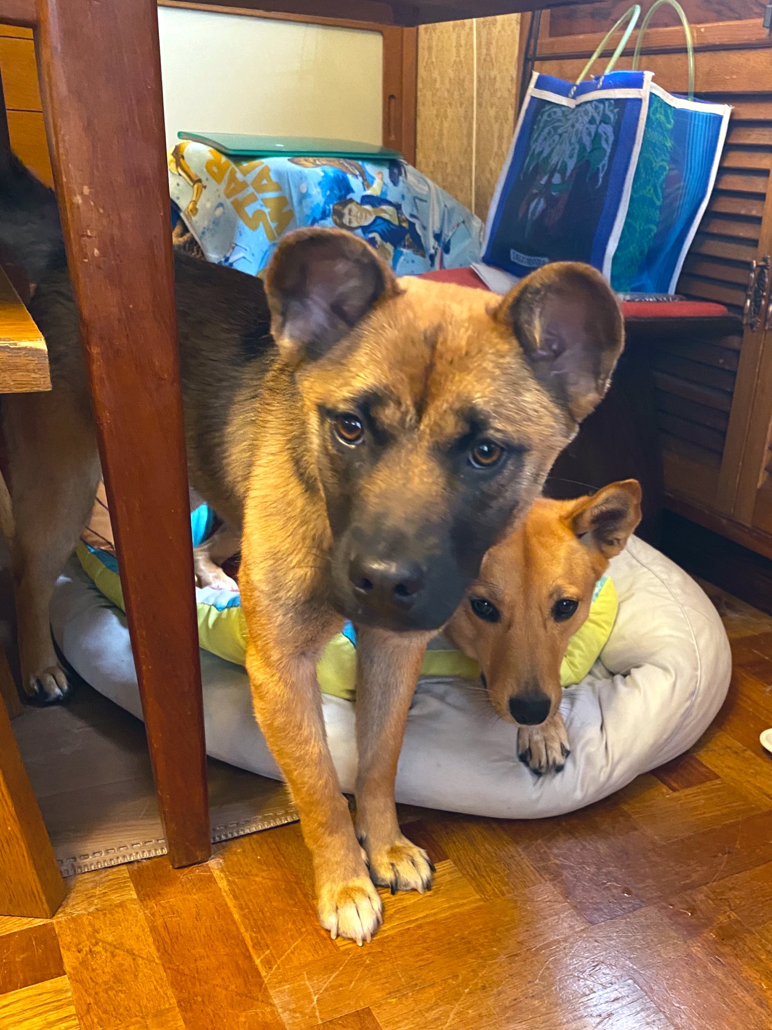 ☆限定ソフビ・新品・送料込☆デハラユキノリ 片桐仁 元保護犬今