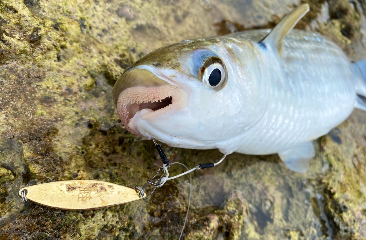 ボラ Twitter Search