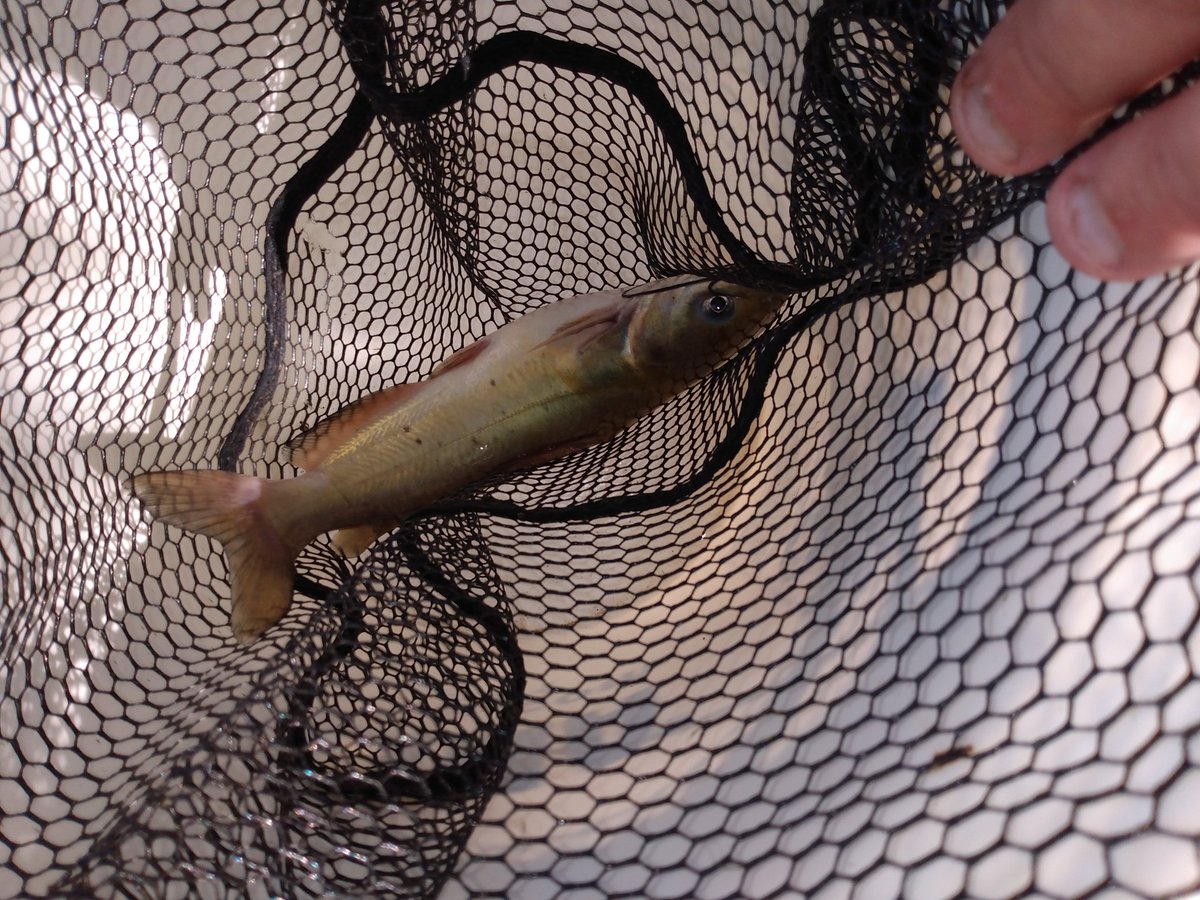 mike_louison's tweet photo. Cat-astrophe avoided after snagging another 40 channel cats for catch and release study. Had a blast working with @McKendreeU Bio students @emmaknoebel @rileyyross29 and Nathan brand, as well as Dr. Robb VanPutte.  Lots of fish and beautiful weather! #fishsci #fishphys #catfish https://t.co/voWBQywOm0