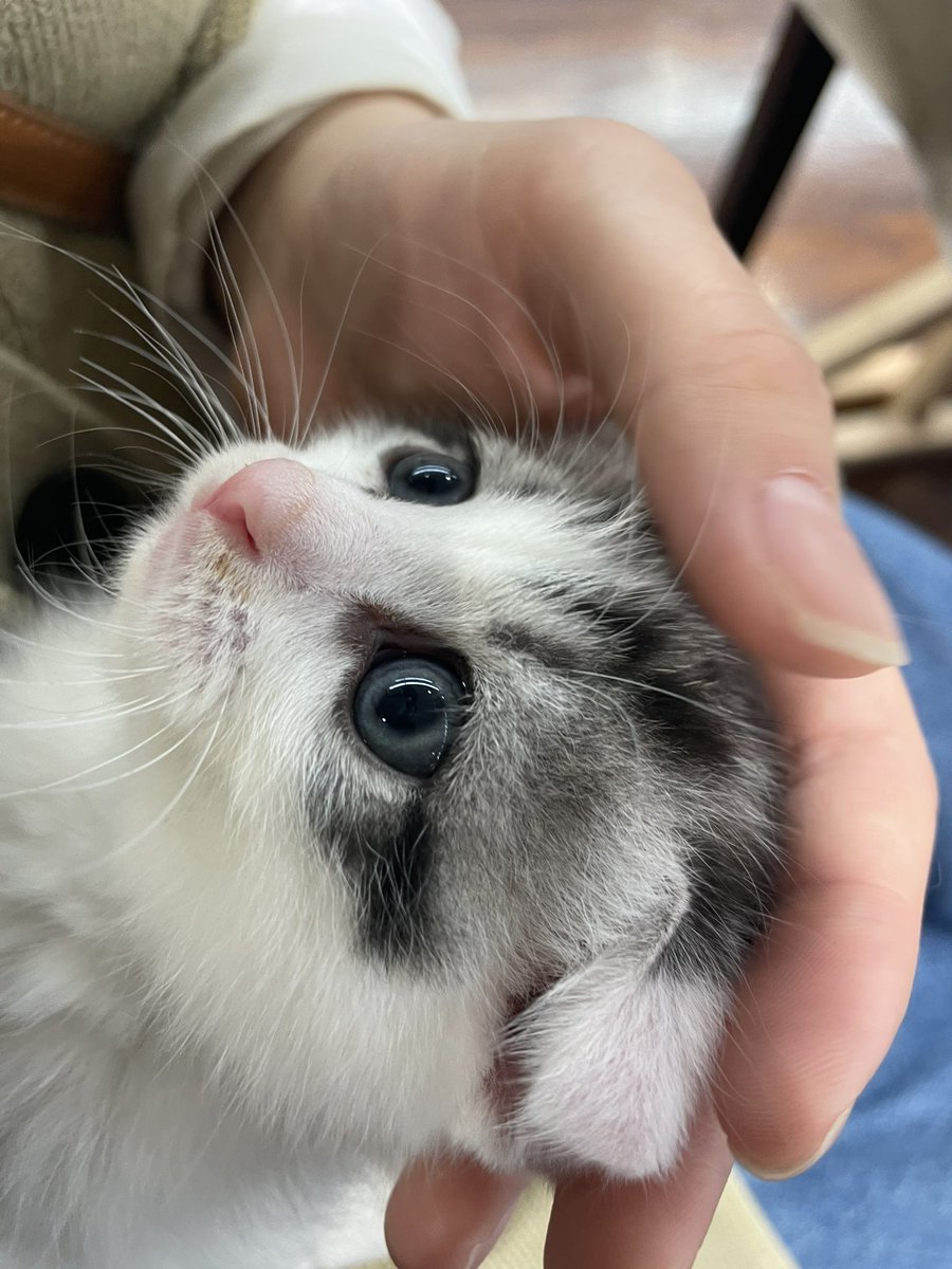 sgn_lv's tweet photo. ついに猫ちゃん飼い始めました🐈
#スコティッシュフォールド
#猫
#猫のいる暮らし 
#猫好きさんと繋がりたい https://t.co/qIMvDQadrX