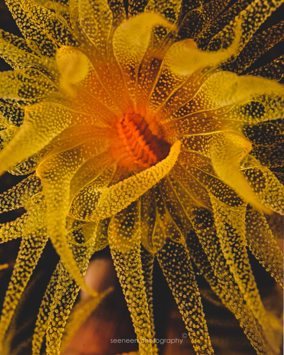 mohamedseeneen's tweet photo. #Tubastraea aka sun coral or sun polyps they bring life and beautiful ambiance reefs, a fragile & sensitive organism, which easy dies off due to warming oceans
Whether you live ...🏝️ , 🚢, 🏢 , 🌊
commit to taking action #ForNature
#BiodiversityDay https://t.co/hNZlXfpkur