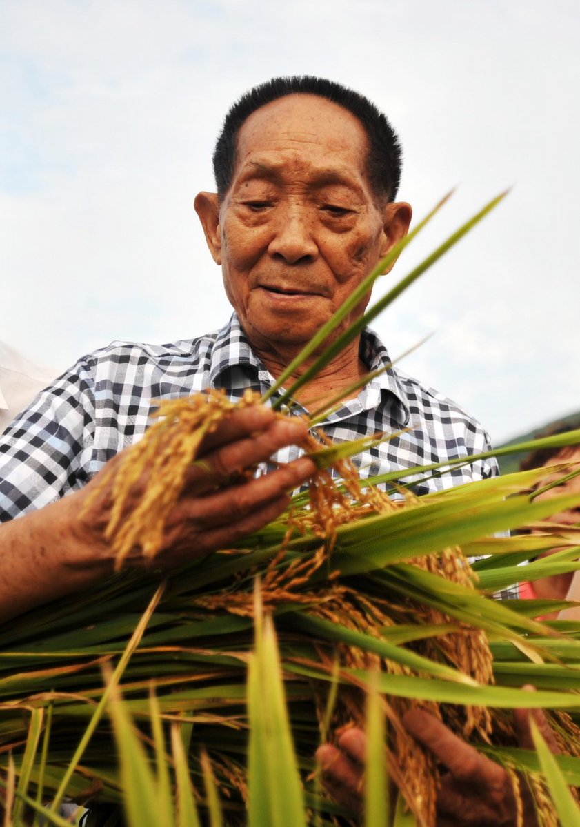 XHNews's tweet photo. Chinese scientist #YuanLongping passed away.
Yuan saw "heartbreaking scenes of people starving to death on the road before 1949," but now, China feeds nearly 1/5 of the world's population with less than 9% of arable land. His efforts play a key role https://t.co/nbJmaqp0eX https://t.co/PEp67Owlem