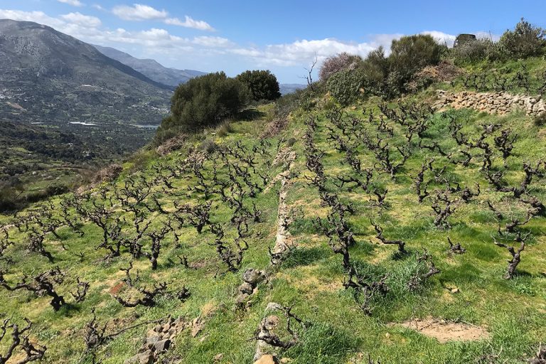 winesofeeurope's tweet photo. Do you know #Vidiano? Iliana Malihin certainly does!

Iliana is the innovative winemaker at Malihin-Chryssos, in #Crete. We explore how she revived an abandoned #vineyard of ungrafted, pre-phylloxera vines &amp; now produces stunning #wine from the grape.

https://t.co/arZ4Mff8gZ https://t.co/n1YFOIAOxd
