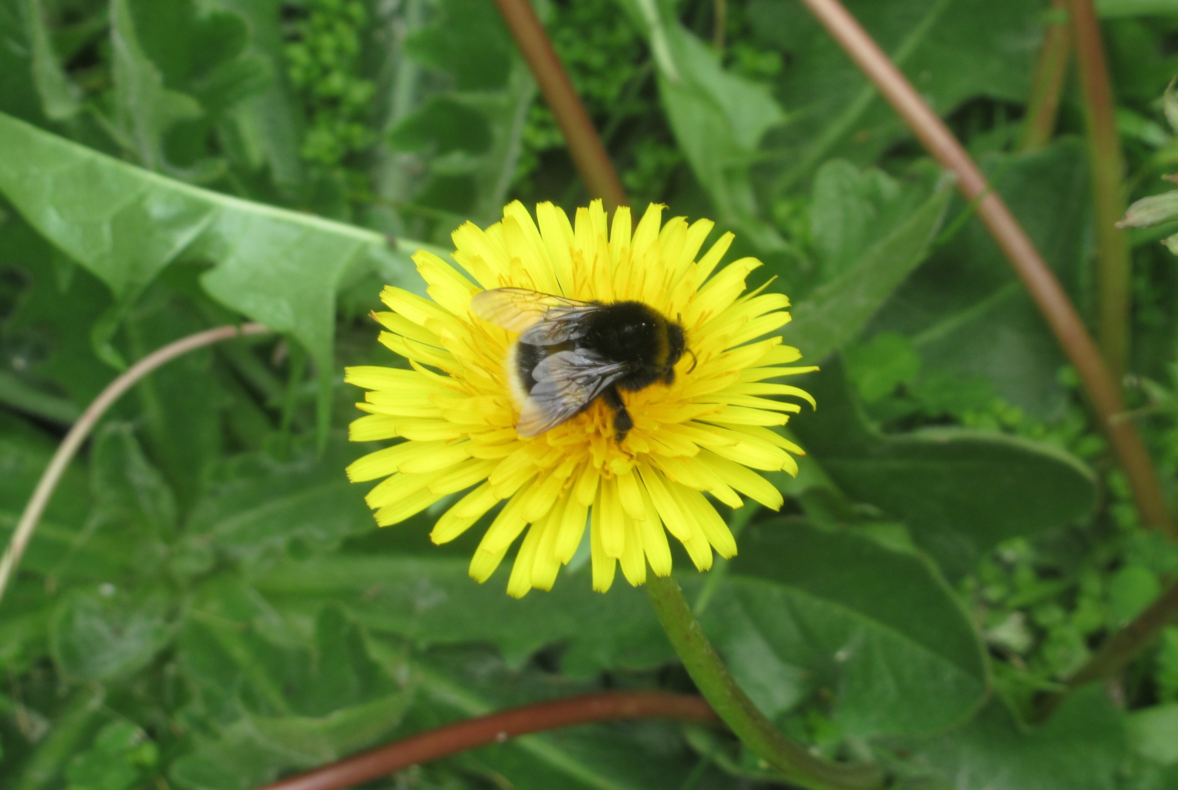 Worldbeeday Twitter Search Twitter