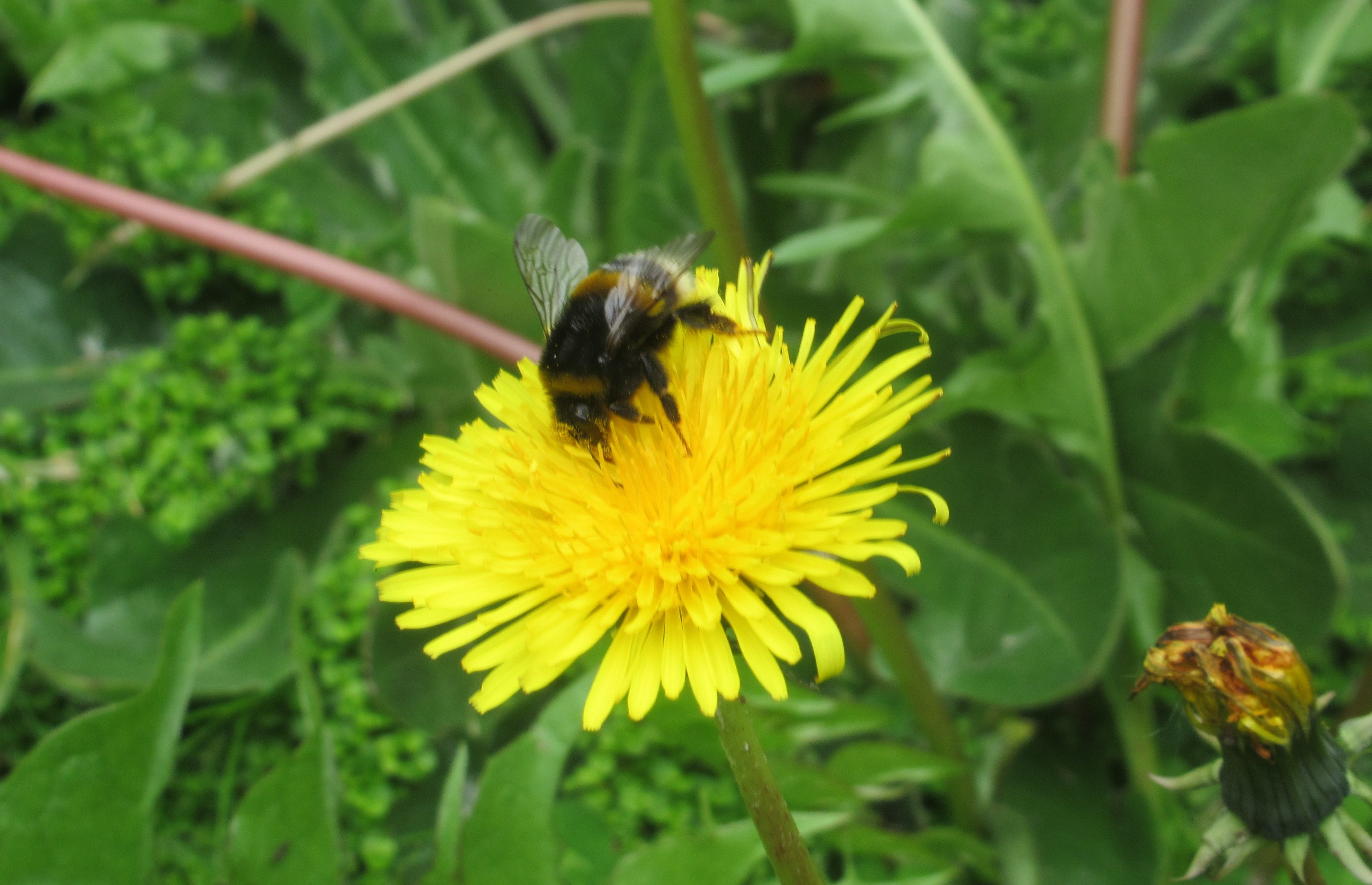 Worldbeeday Twitter Search Twitter