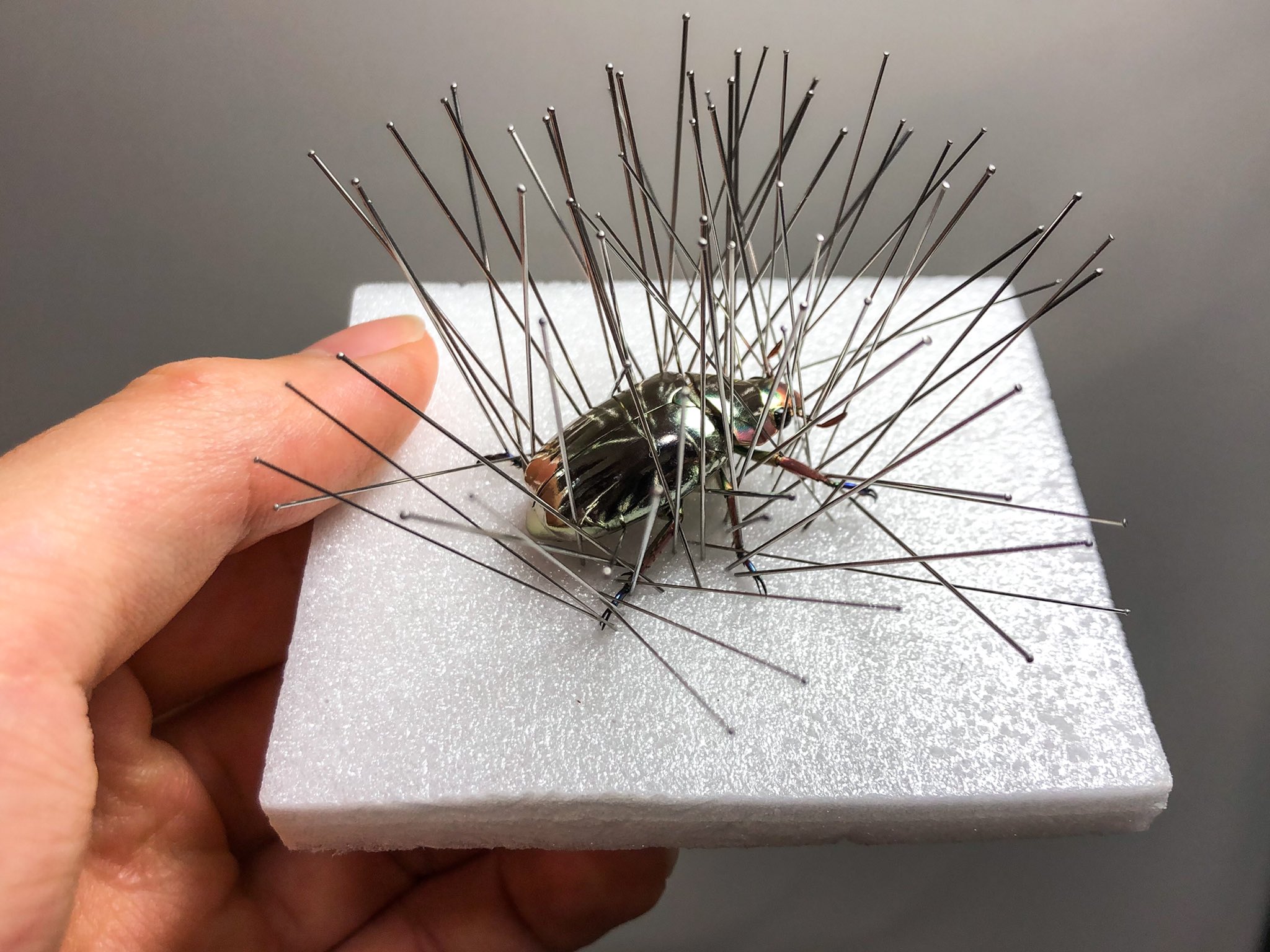 アシナガコガネ　標本　大量 アシナガコガネ 標本 大量 アシナガコガネの一種 Pachycnema sp