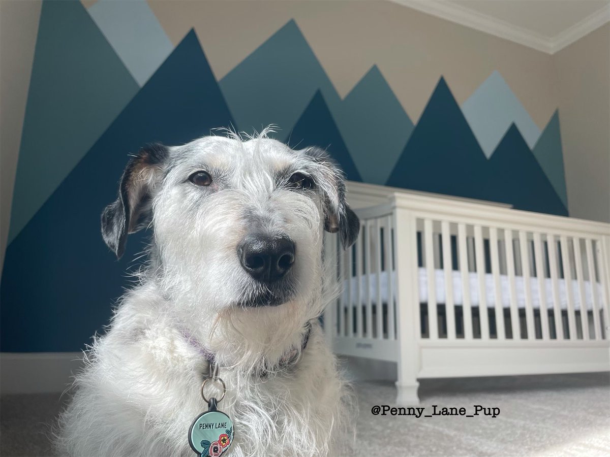 Penny_Lane_Pup's tweet photo. Da look you make when you realize da nursery isn’t fur you... 
#dogsoftwitter #pennylane https://t.co/Z4BxASYdjN