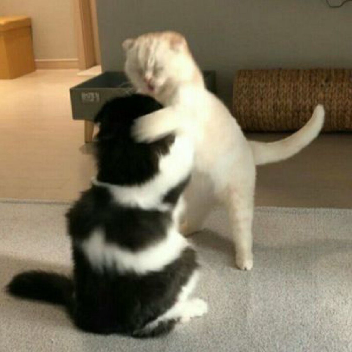 เอิงเอย tweet media