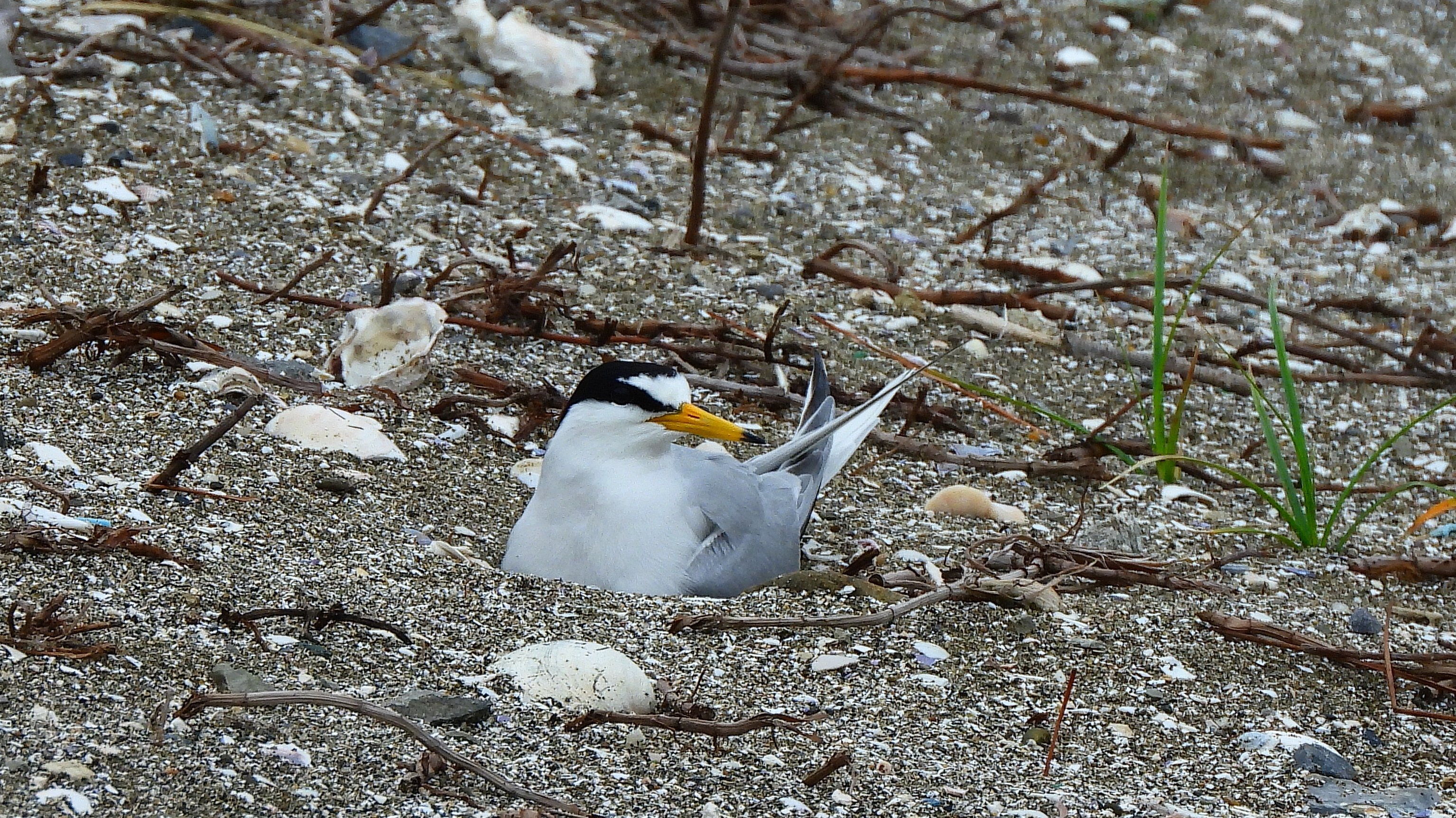 たけ 上の段の写真のコアジサシはカラスから襲われなかったので安心して卵を抱いている 下の段のカラスに襲われた コアジサシはしばらく上空から見ていたが降りても卵が無いので座ることは無かった カラスが逃げる時コチドリも追っかけて行った T