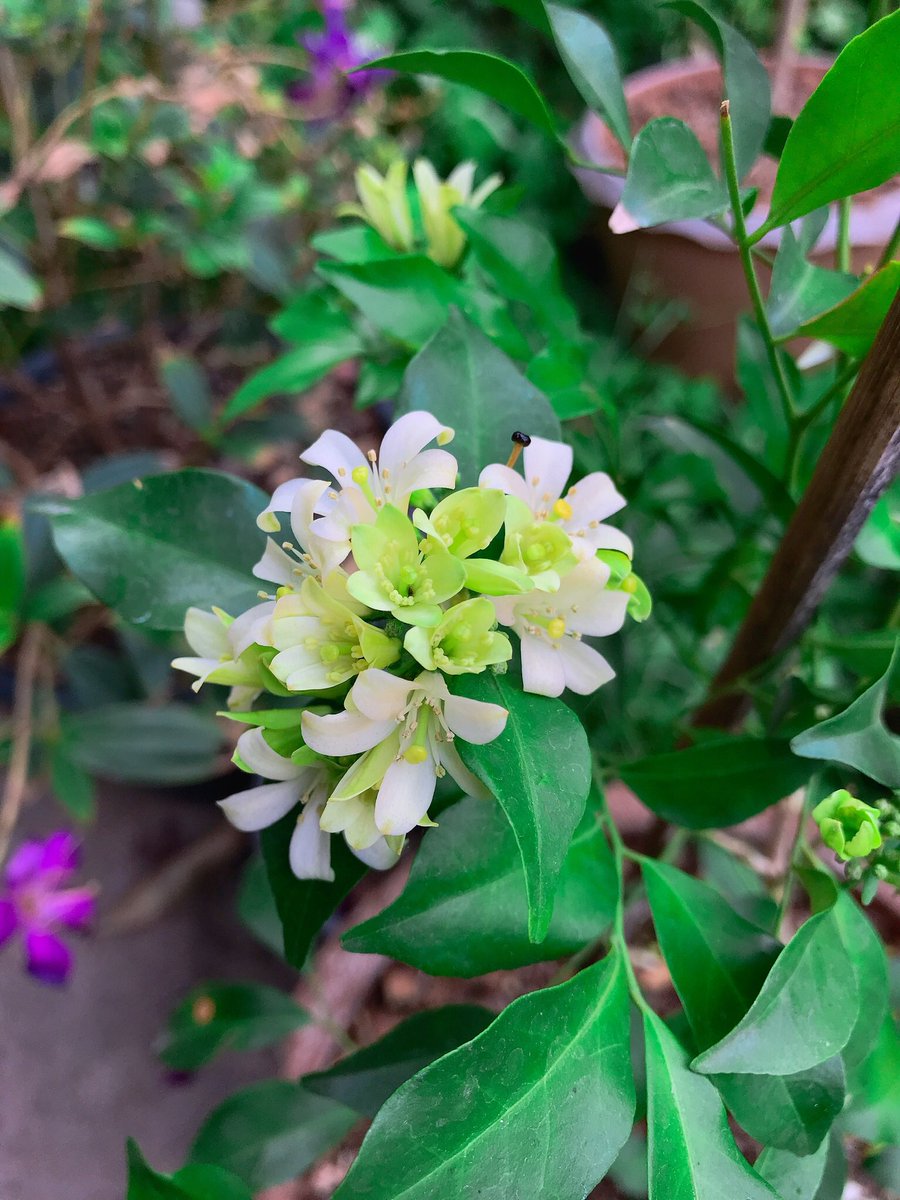 RoseLoveEat's tweet photo. 🍃💓🌸
#enjoythelittlething
#love #flower #flowerlovers #nature #naturelovers #plans #plantstyle #garden #instagood #photooftheday #rosielikesthis🌷💓🥀 https://t.co/ZhthIaYAht
