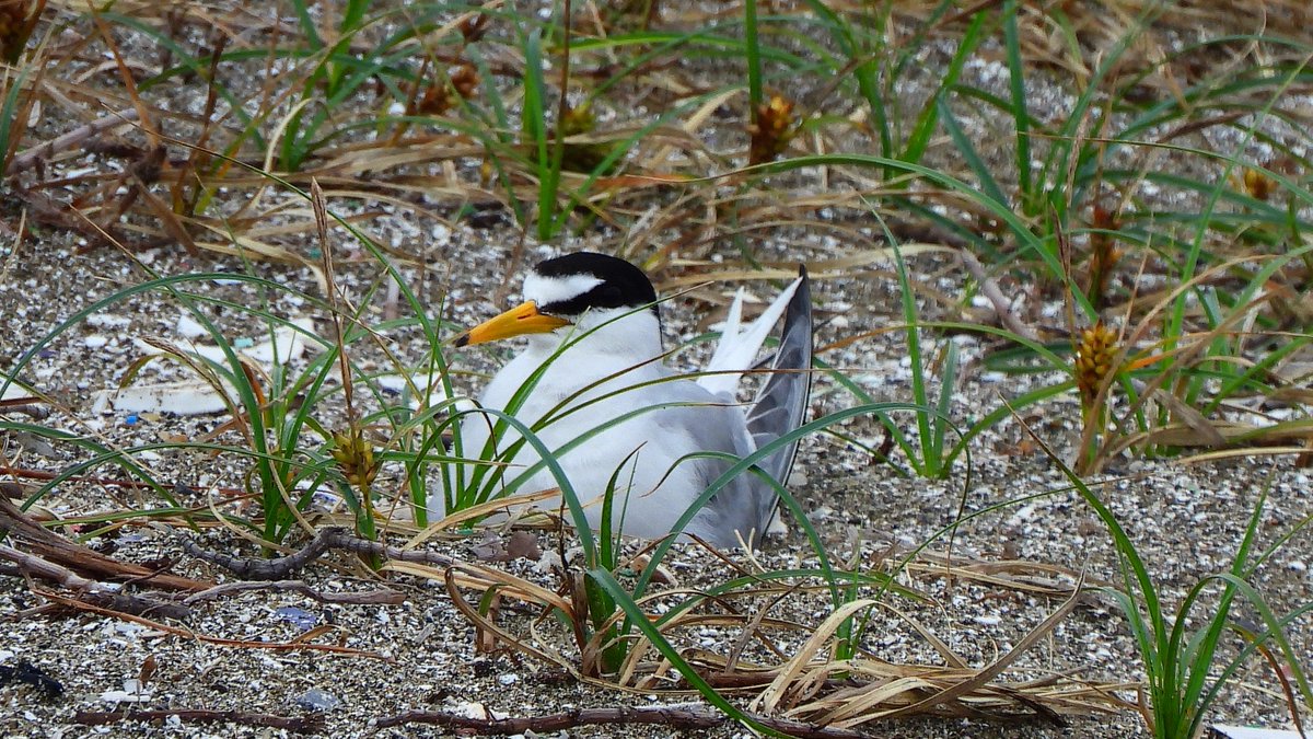 たけ 上の段の写真のコアジサシはカラスから襲われなかったので安心して卵を抱いている 下の段のカラスに襲われた コアジサシはしばらく上空から見ていたが降りても卵が無いので座ることは無かった カラスが逃げる時コチドリも追っかけて行った たけ 上の段の写真のコアジサシはカラスから襲われなかったので安心して卵を抱いている 下の段のカラスに襲われた コアジサシはしばらく上空から見ていたが降りても卵が無いので座ることは無かった カラスが逃げる時コチドリも追っかけて行った