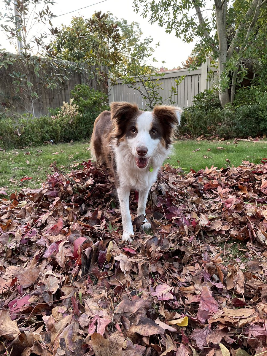 sjturn's tweet photo. Got some help in the garden whilst raking the leaves #notsohelpful #pepperthepuppy #bordercollielife #autumnleaves https://t.co/Z2r3YL63Wx