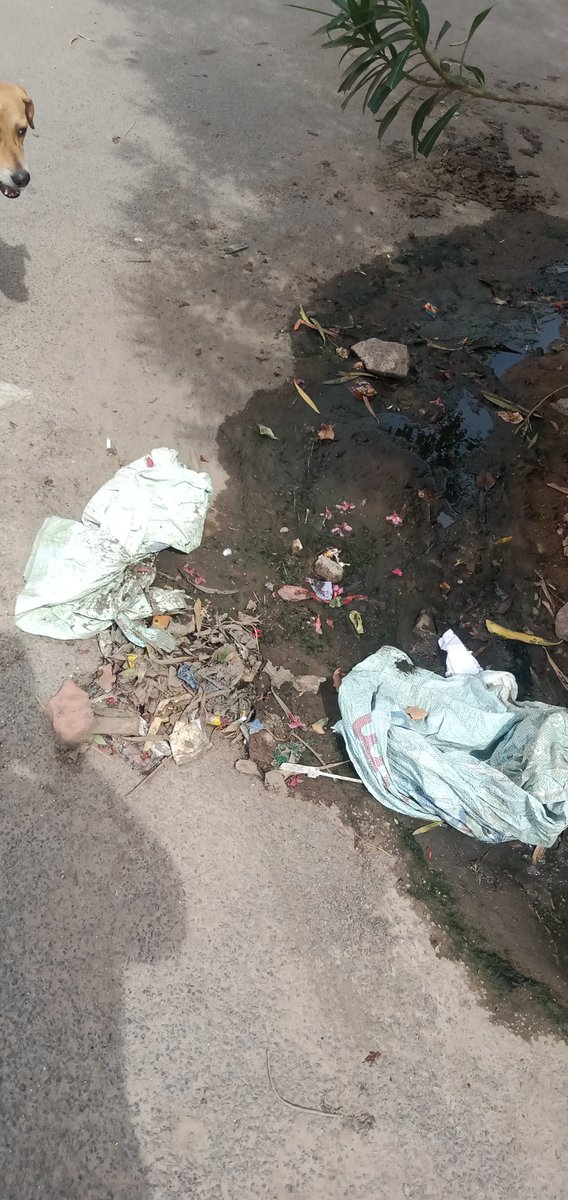 kapilkumar364's tweet photo. This is the situation of our lane with over Flow of drainage and GHMC doesn't even care. Th complain was raised at 12th April and it's one month now but we have no response. the only reason they give is we have no machinery.@DC_Quthbullapur @GHMCOnline @CommissionrGHMC https://t.co/TEEpCub817