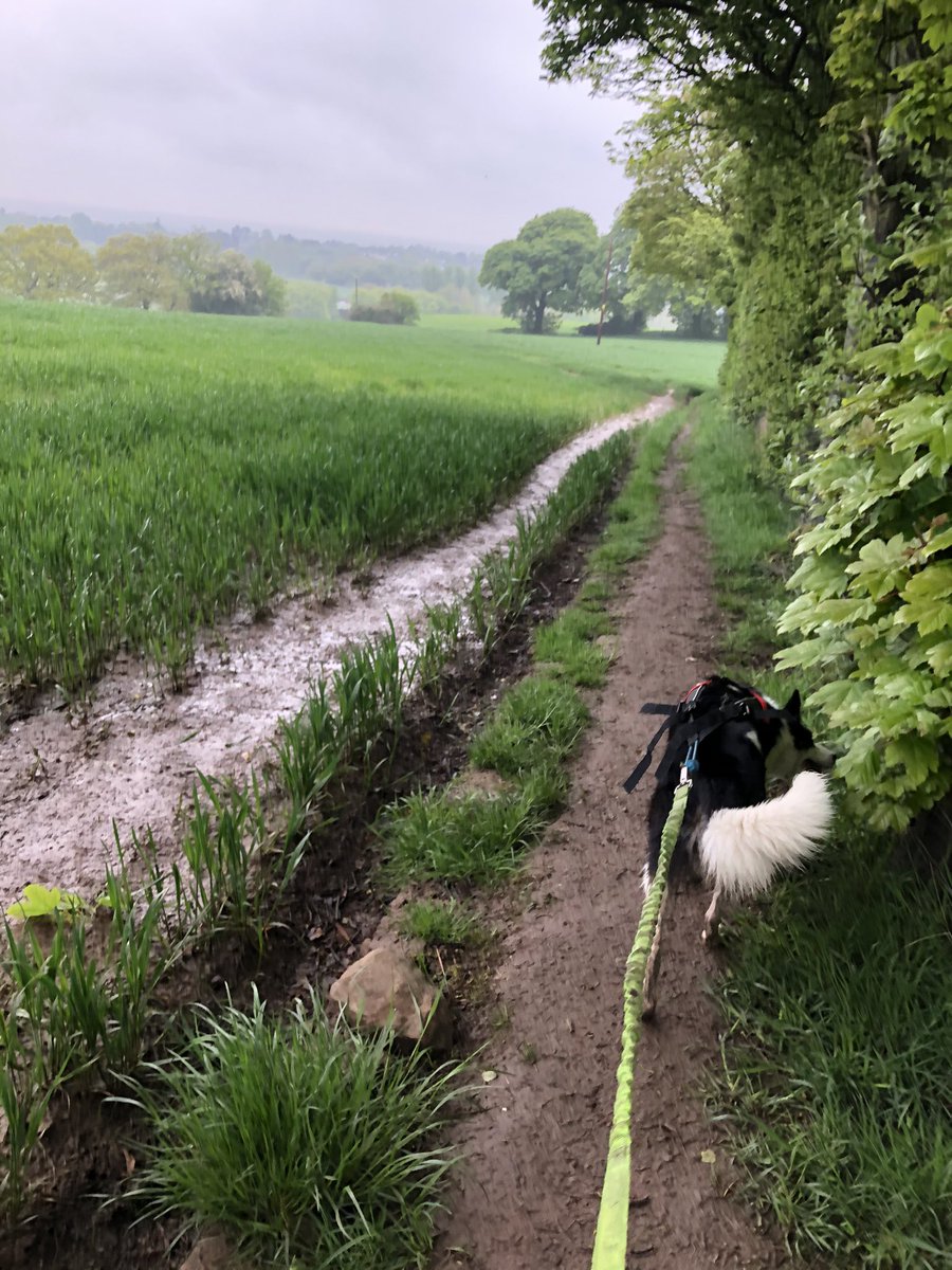 CazzSD's tweet image. Showery, soggy run this morning but the brightest colours of nature #canicross #runningwithdogs #dogswhorun #DogsofTwittter #flintshire #wales #fields #trails #BorderCollie #raindrops