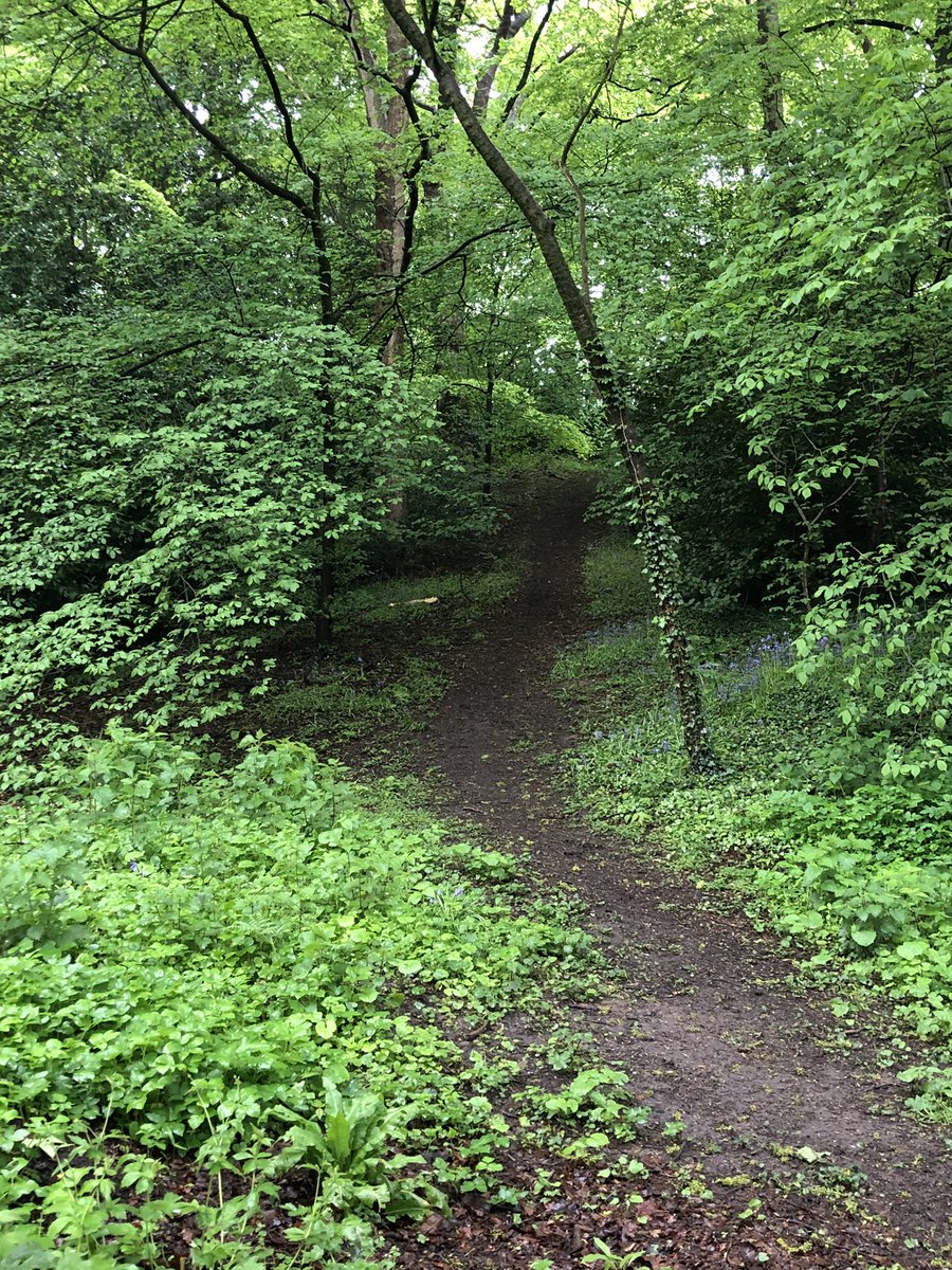 CazzSD's tweet image. Showery, soggy run this morning but the brightest colours of nature #canicross #runningwithdogs #dogswhorun #DogsofTwittter #flintshire #wales #fields #trails #BorderCollie #raindrops