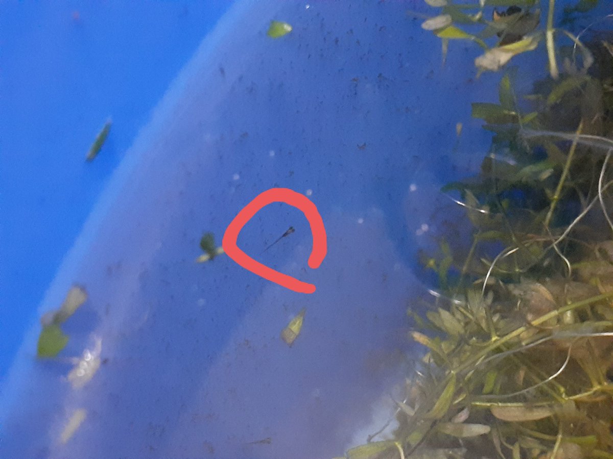 ミクロラスボラエリスロミクロン