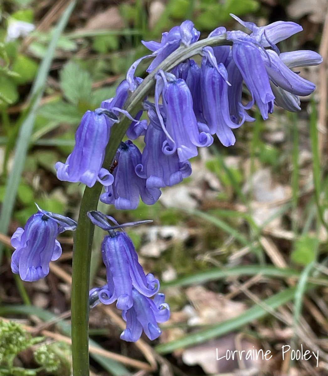 SaveOurSparrows's tweet photo. Truly enjoying the #Bluebells
Iv been exploring #Woodlands beyond the village now too.
What a fantastic, magical show this year and the bluebells are so beautiful up close. 💜
#BluebellWoods #BluebellFlower #DoNotPick #Nature #Spring https://t.co/sRtrPmjsUU