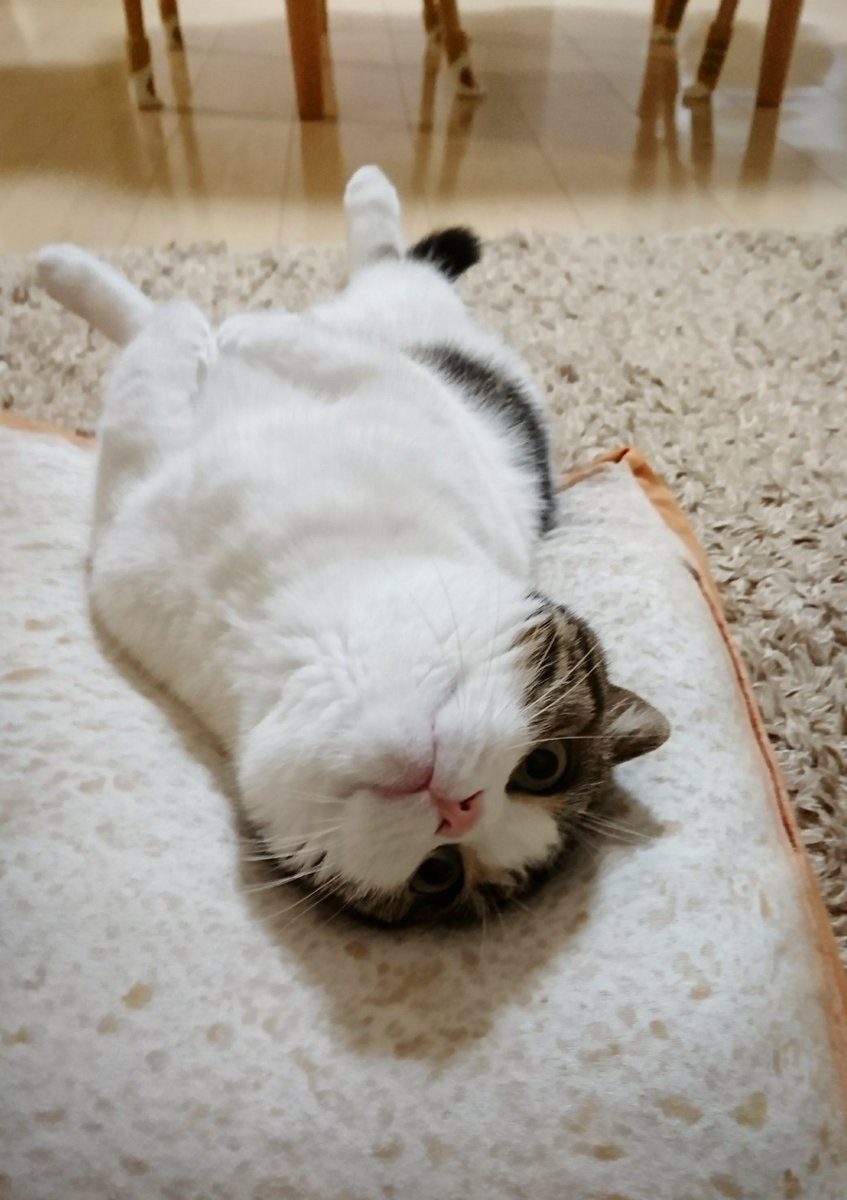 ycomic (@ycomic) on Twitter photo 