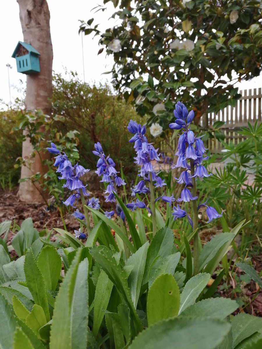 billyan_derson's tweet photo. More garden magic happening #bluethings 👍 https://t.co/pAJnVTyx3Q