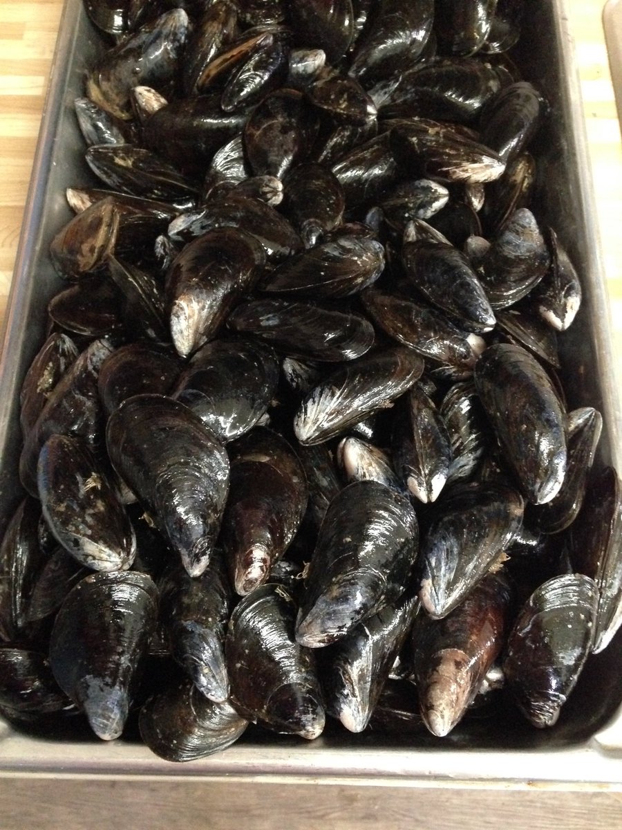 Fish market will be open today and tomorrow.  11-6
We have our famous Newfoundland mussels on sale for .99/lbs  
#mussels #shellfish #lobster #seafood